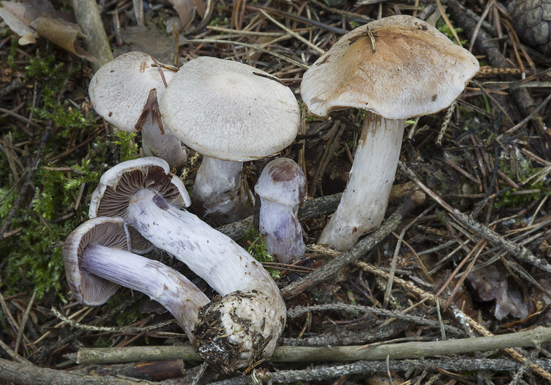 Cortinarius malachius